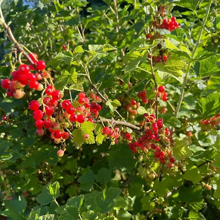 Semesterbostad Behagliches Haus Mit Kamin Monschau