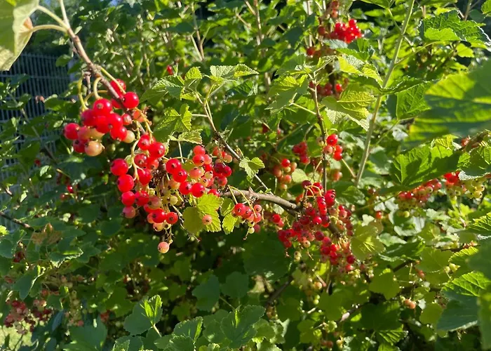 Tatil Evi Behagliches Haus Mit Kamin Monschau